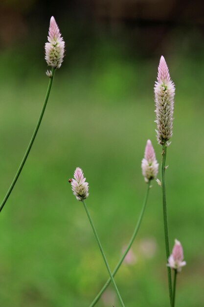 Photo close-up of pink flowering plant on field