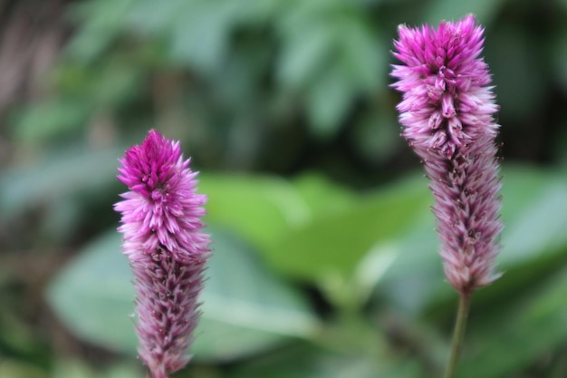 フィールドのピンクの花の植物のクローズアップ