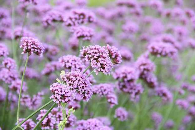 Close-up of pink flowering plant in field