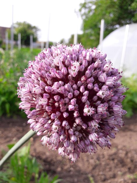 Close-up of pink flowering plant on field