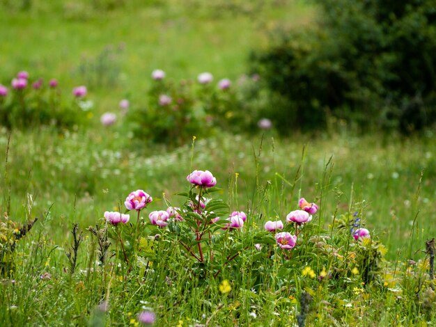 フィールドのピンクの花の植物のクローズアップ