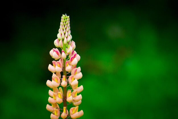 フィールドのピンクの花の植物のクローズアップ