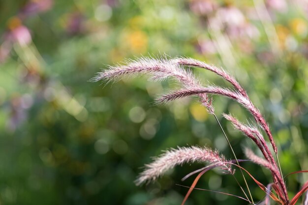 Photo close-up of pink flowering plant on field