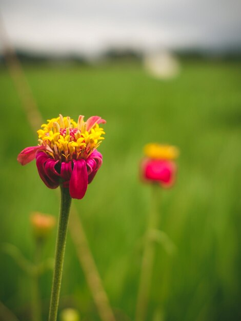 Close-up of pink flowering plant on field