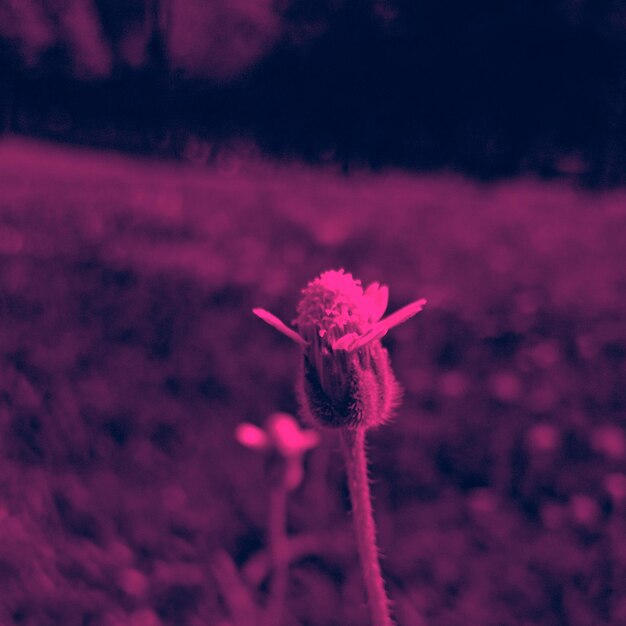 Close-up of pink flowering plant on field