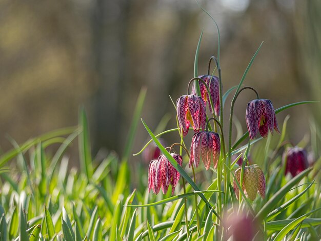 Close-up of pink flowering plant on field