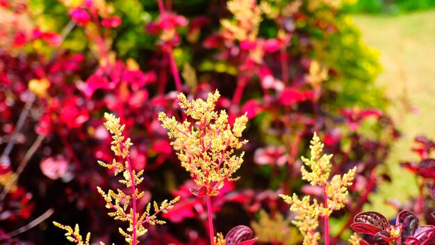 Photo close-up of pink flowering plant in field