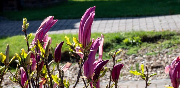 Photo close-up of pink flowering plant on field