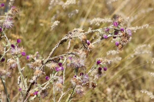 Close-up of pink flowering plant on field