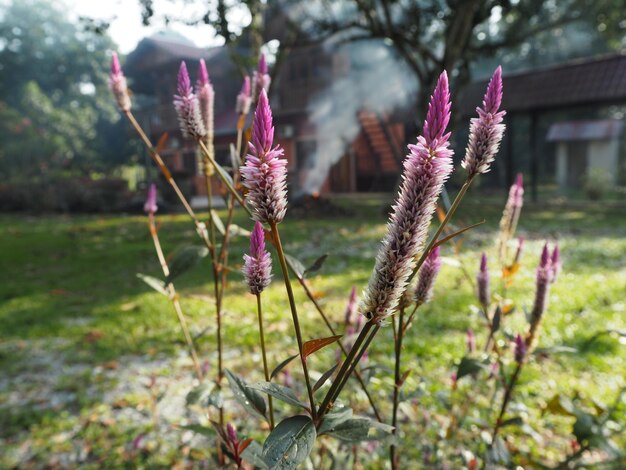 Close-up of pink flowering plant on field