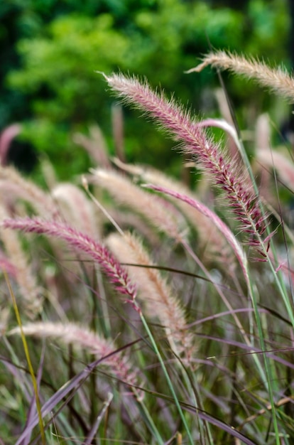 野原でピンクの花を ⁇ かせる植物のクローズアップ