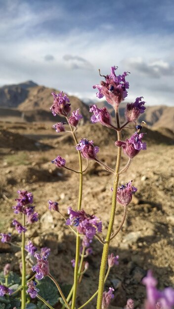 Close-up of pink flowering plant on field