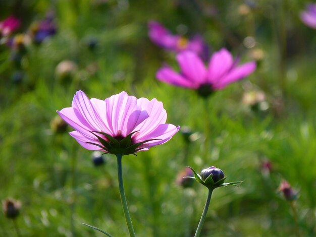 Close-up of pink flowering plant on field