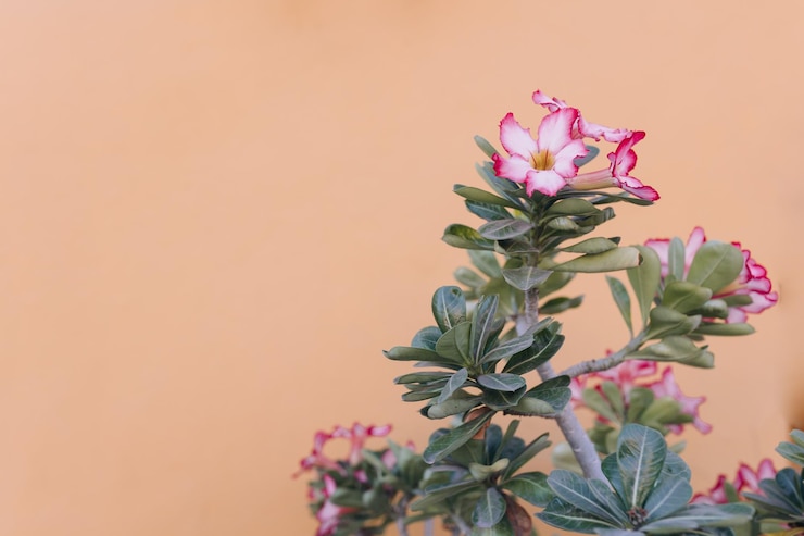 Photo オレンジ色の背景の前でピンクの花を ⁇ かせる植物のクローズアップ