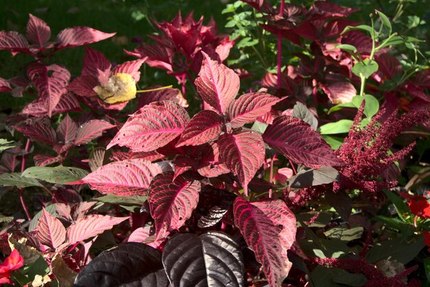 Photo close-up of pink flowering plant leaves