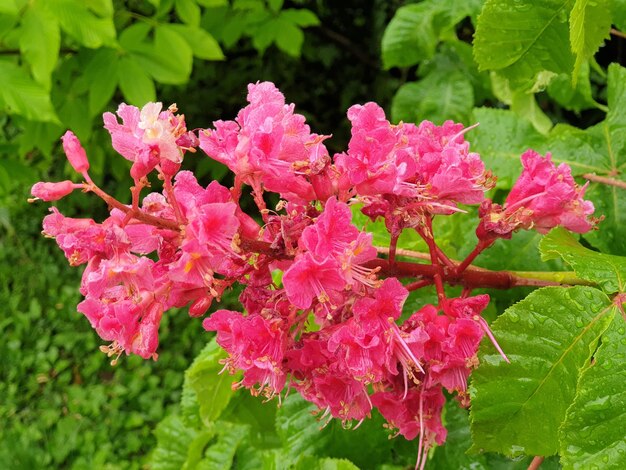 Photo close-up of pink flowering plant leaves