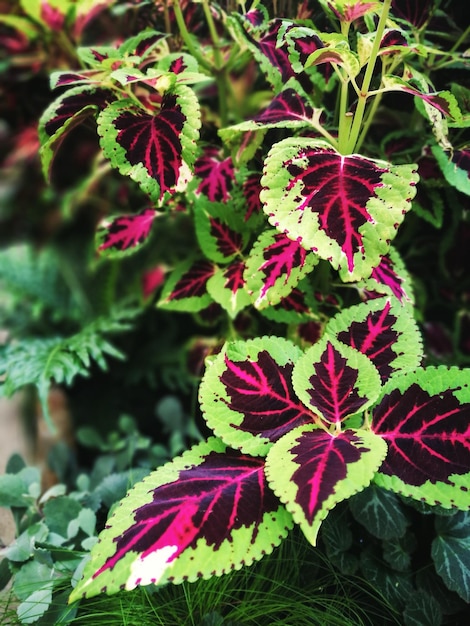 Photo close-up of pink flowering plant leaves