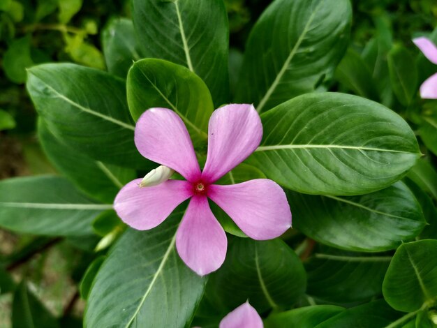 Photo close-up of pink flowering plant leaves