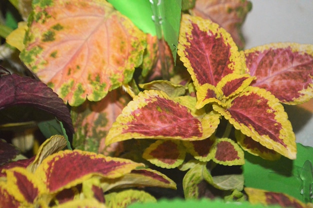 Photo close-up of pink flowering plant leaves