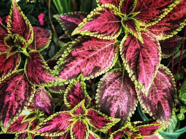 Photo close-up of pink flowering plant leaves