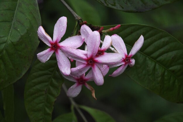 Close-up of pink flowering plant leaves