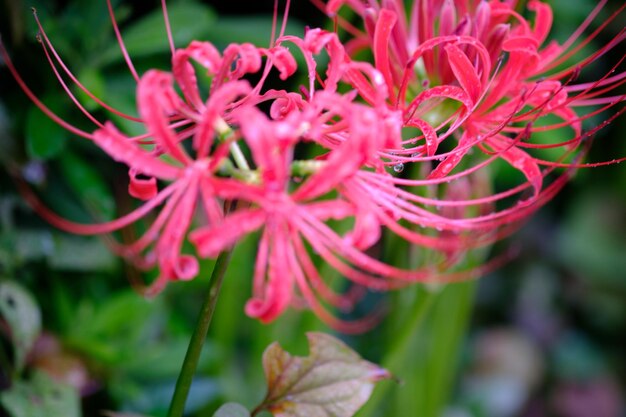 Close-up of pink flowering plant leaves