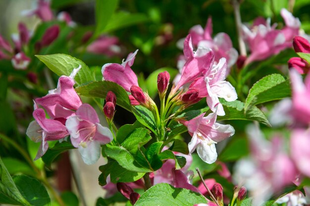 Foto prossimo piano delle foglie di piante a fiori rosa