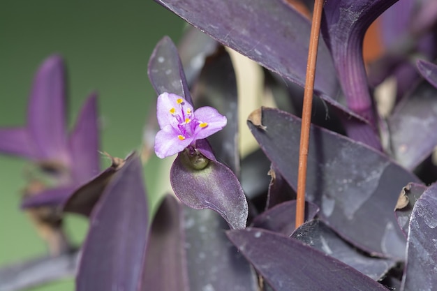 Foto prossimo piano delle foglie di piante a fiori rosa