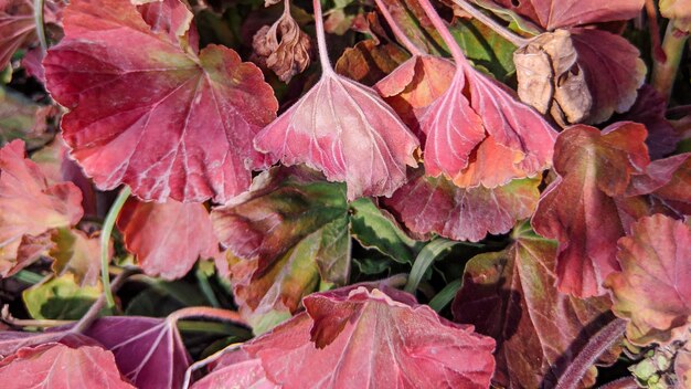 Foto prossimo piano delle foglie di piante a fiori rosa