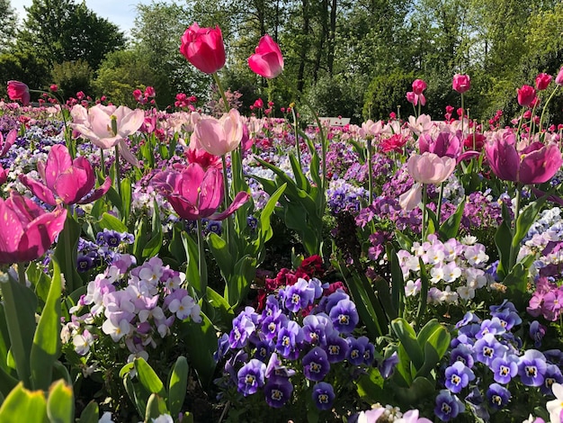 Close-up of pink flowering plant in park