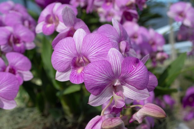 Close-up of pink flowering plant in park