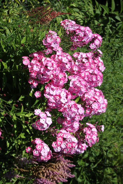 Close-up of pink flowering plant in park