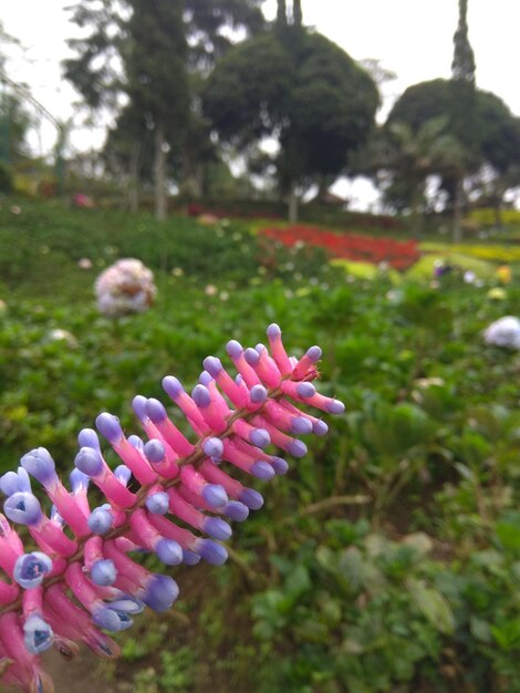 Close-up of pink flowering plant in park