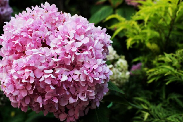 Close-up of pink flowering plant in park