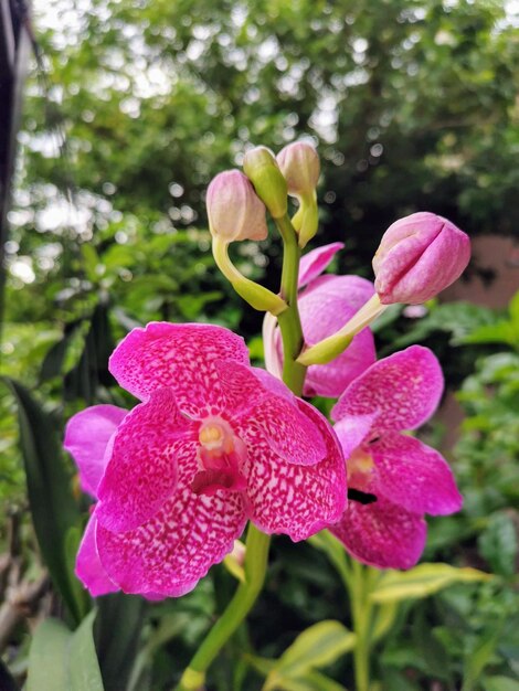 Close-up of pink flowering plant in park