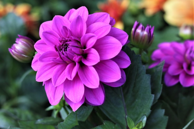 Close-up of pink flowering plant in park