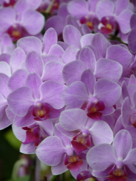 Close-up of pink flowering plant in park