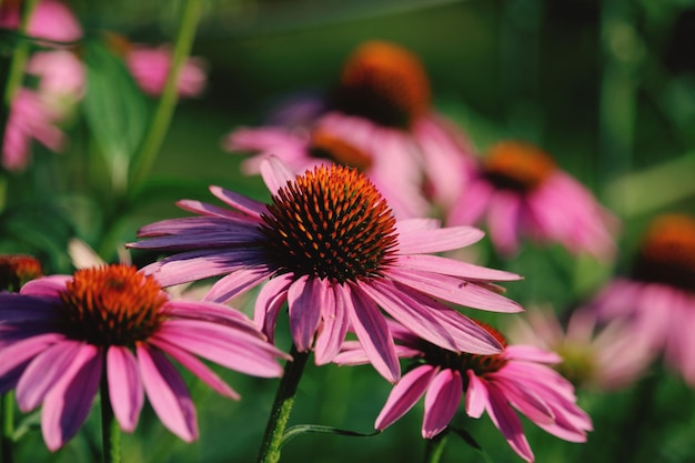 Photo close-up of pink flowering plant in park