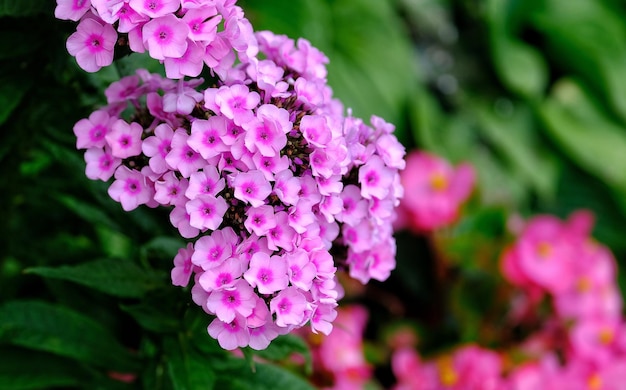 Photo close-up of pink flowering plant in park