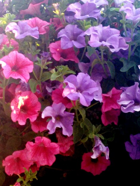 Close-up of pink flowering plant in park