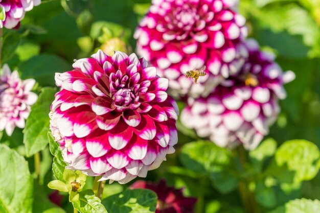 公園のピンクの花の植物のクローズアップ