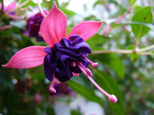 Foto close-up di una pianta a fiori rosa nel parco