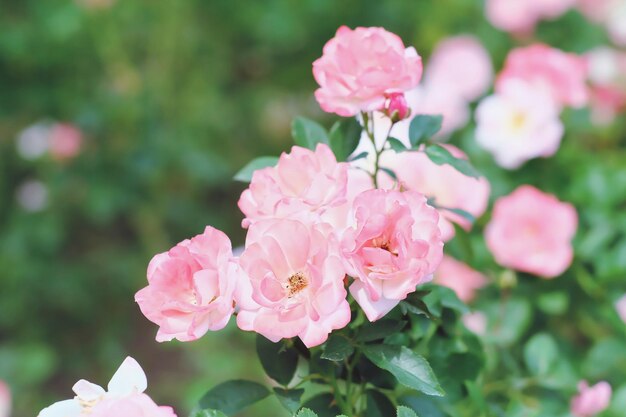 Close-up of pink flowering plant in park