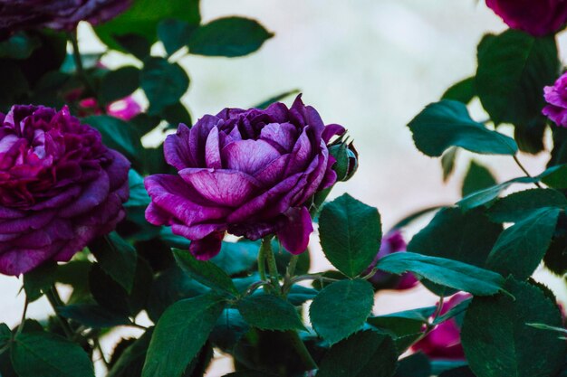 Photo close-up of pink flowering plant