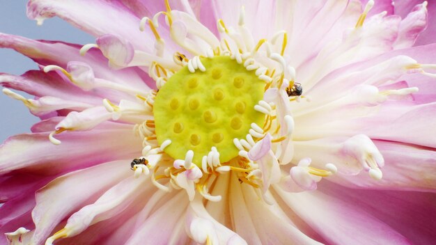 Foto prossimo piano di una pianta a fiori rosa