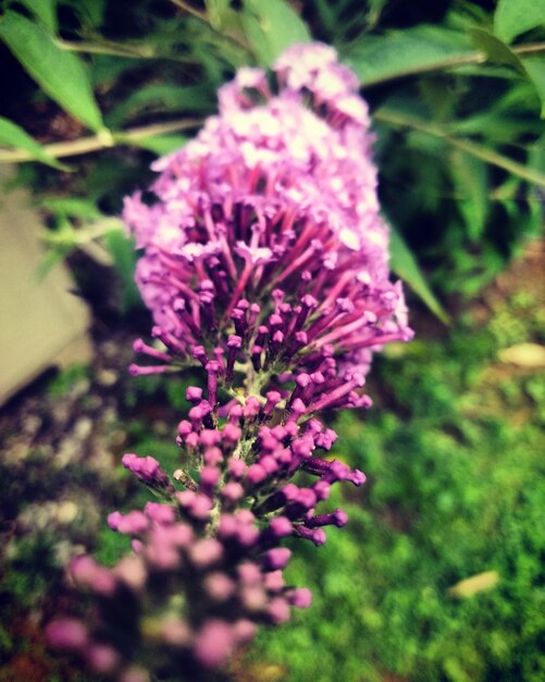 Close-up of pink flowering plant