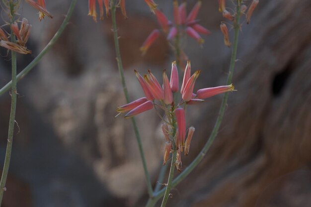 Photo close-up of pink flowering plant