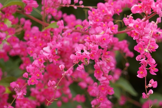 Foto prossimo piano di una pianta a fiori rosa