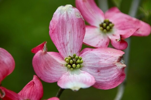 Photo close-up of pink flowering plant