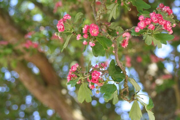 Foto prossimo piano di una pianta a fiori rosa